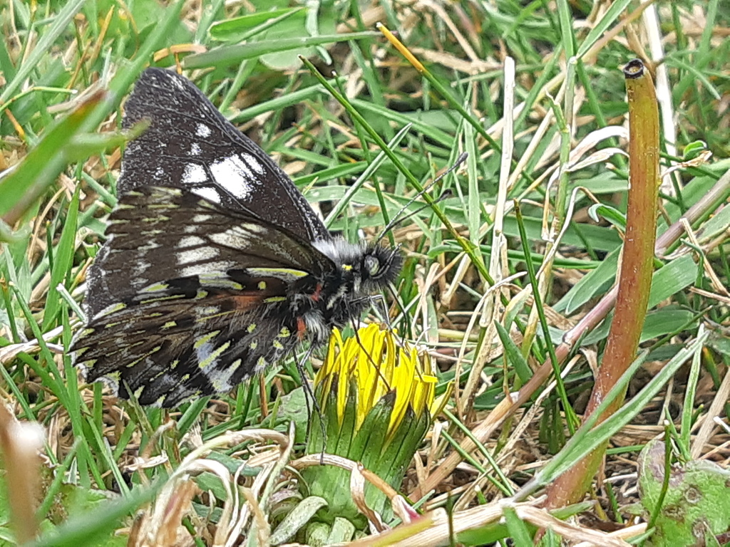 Catasticta albofasciata