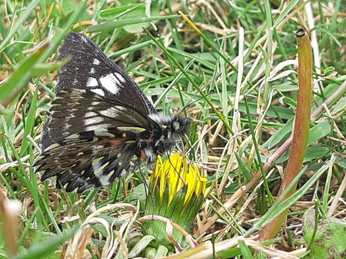 Catasticta albofasciata