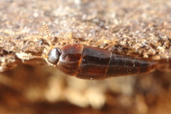 Coproporus ventriculus