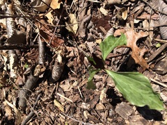 Trillium recurvatum
