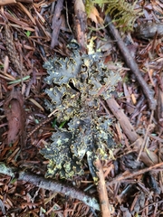 Pseudocyphellaria hawaiiensis