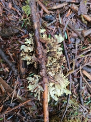 Pseudocyphellaria hawaiiensis