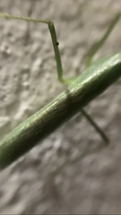 Stagmomantis fraterna