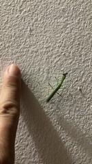 Stagmomantis fraterna