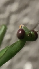 Stagmomantis fraterna