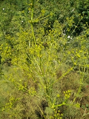 Bilacunaria boissieri