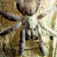 Tapinauchenius rasti