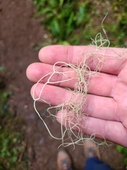 Usnea subgracilis