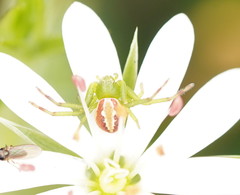 Australomisidia rosea