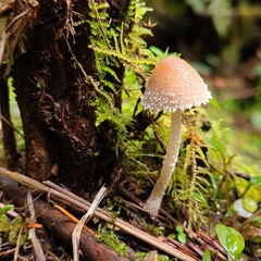 Psathyrella frustulenta