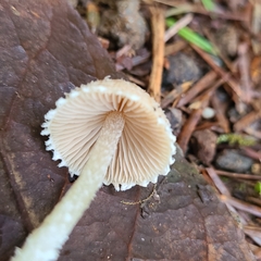 Psathyrella frustulenta