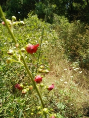 Scrophularia rubricaulis