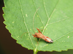 Paraxenetus guttulatus