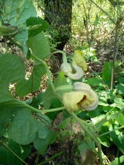 Aristolochia paecilantha