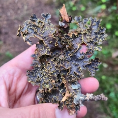 Pseudocyphellaria hawaiiensis