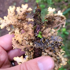 Pseudocyphellaria hawaiiensis