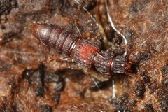 Thoracophorus costalis