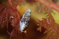 Exaesopus subturritus