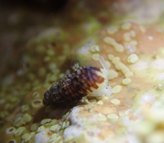 Exaesopus subturritus