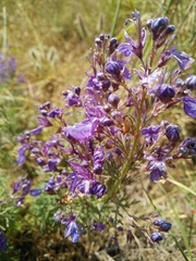 Teucrium orientale