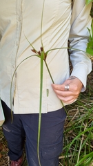 Cyperus ustulatus