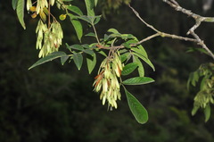 Fraxinus retusifoliolata