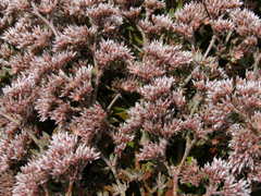 Polycarpaea divaricata