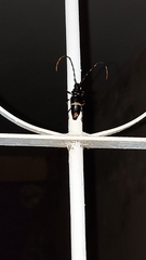 Trachyderes cingulatus