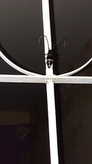 Trachyderes cingulatus