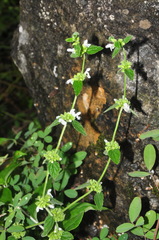 Leucas decemdentata