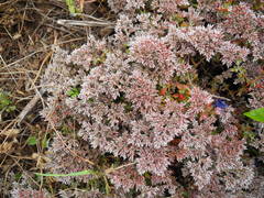 Polycarpaea divaricata