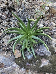Dudleya viscida