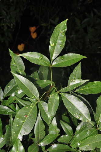 Delavaya toxocarpa observed 2013-10-19