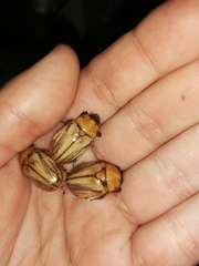 Cyclocephala signaticollis