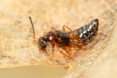 Meronera venustula