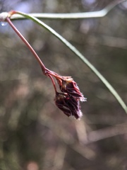 Vincetoxicum lineare