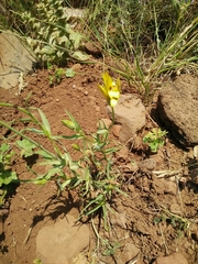 Tragopogon buphthalmoides
