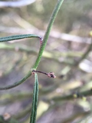 Vincetoxicum lineare