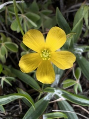 Oxalis pilosa