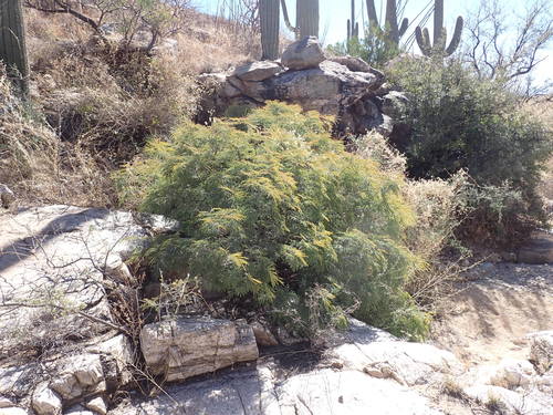 Lysiloma watsonii, photographed by an iNaturalist contributor