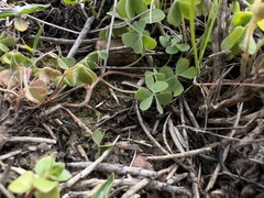 Oxalis pilosa
