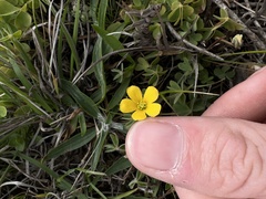 Oxalis pilosa