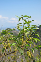 Quercus schottkyana