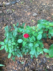 Rosa