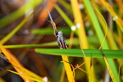 Cirphula pyrrhocnemis
