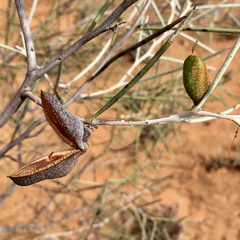 Hakea leucoptera leucoptera