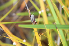 Cirphula pyrrhocnemis