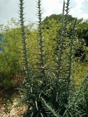 Echium glomeratum