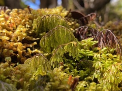 Hymenophyllum lanceolatum