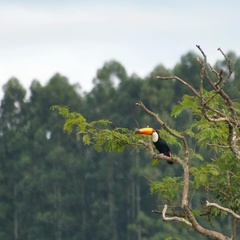 Ramphastos toco